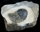 Platyscutellum Trilobite From Morocco #3965-3